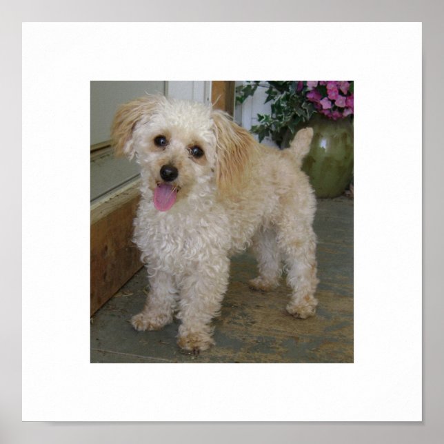 Póster poodle (Frente)