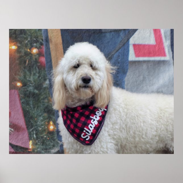 Poster Poodle (Frente)