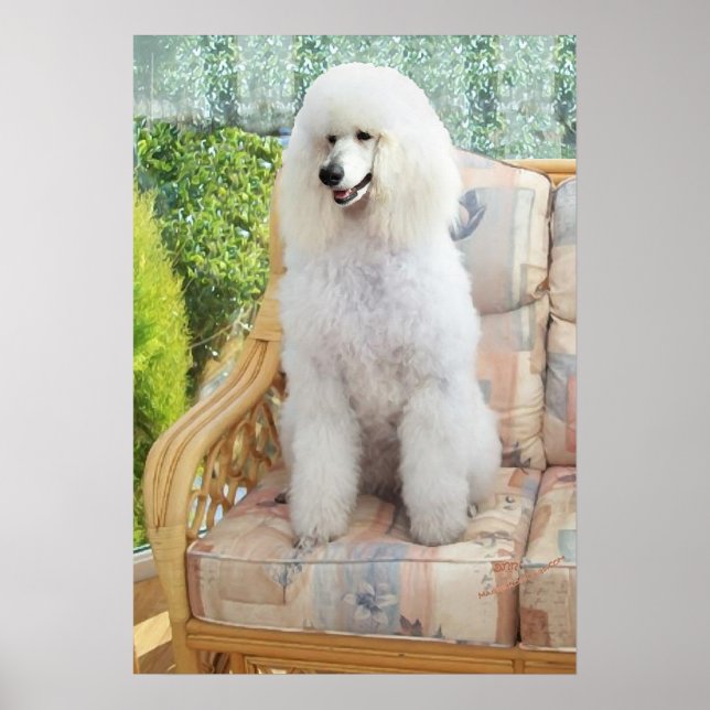 Poster Poodle Branco (Frente)
