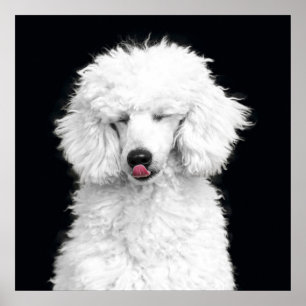 Póster Poodle Branco bobo