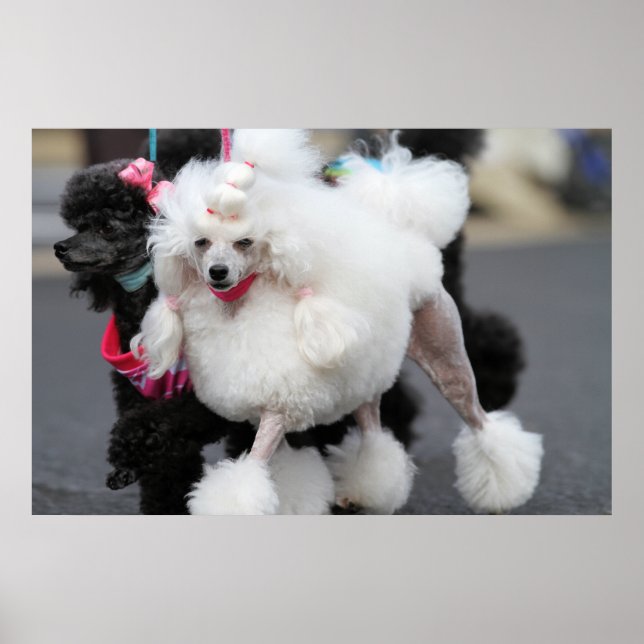 Poster Poodle Day 2010 #6 (Frente)