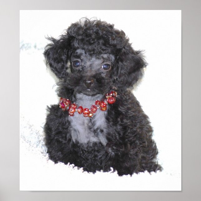 Poster Poodle Negro Perfeito (Frente)