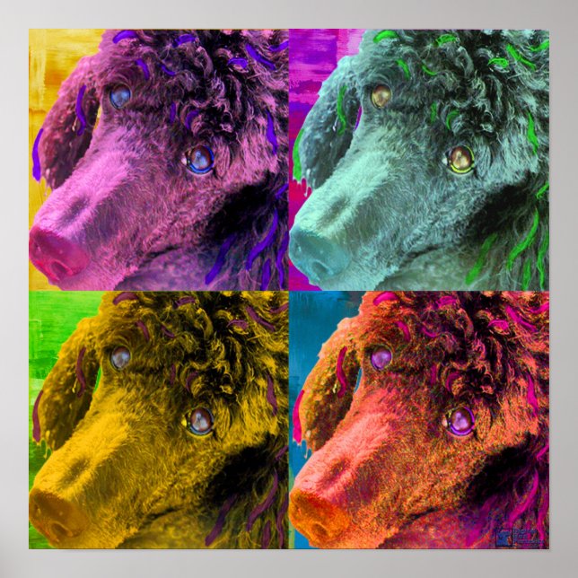 Póster Poodle Pop Art Colorir Estilo (Frente)