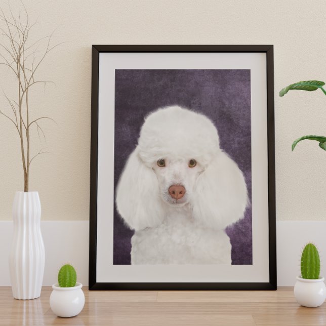 Póster Poodle Poster (Criador carregado)