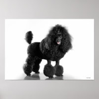 Poodle Preto Trimado