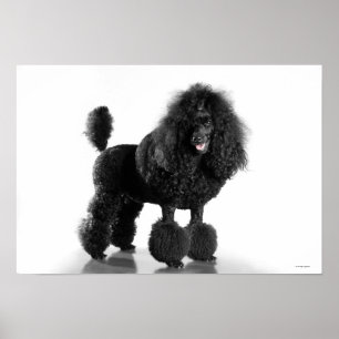 Póster Poodle Preto Trimado