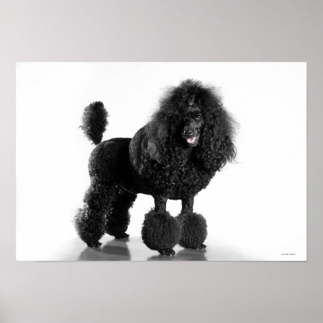 Póster Poodle Preto Trimado (Frente)