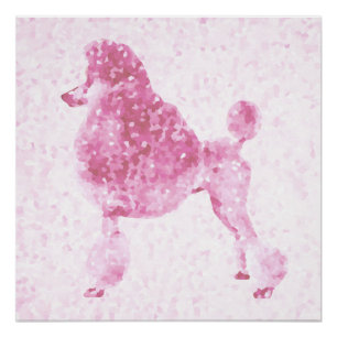 Póster Poodle Rosa