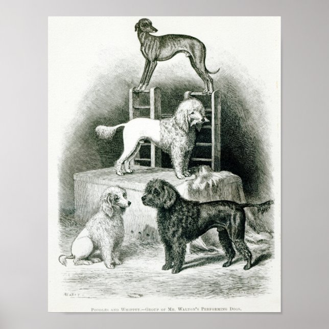 Póster Poodles and Whippet - Grupo do Sr. Walton (Frente)