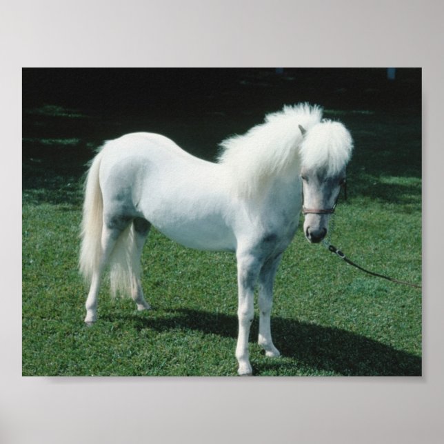 Póster Poofy White Pony (Frente)