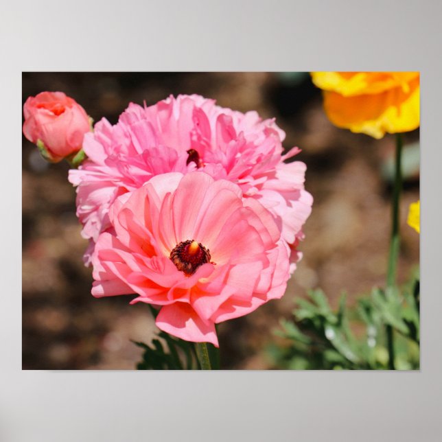 Poster Pop a Rosa (Frente)