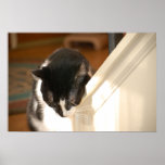 Poster Pop Art Cat<br><div class="desc">foto do tuxedo cat preto e branco</div>
