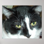 Poster Pop Art Cat<br><div class="desc">Belo ninho de smoking preto e branco</div>