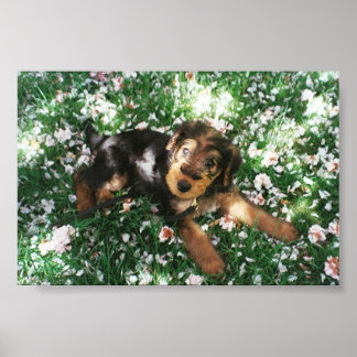 Poster Pop-de-Airedale no campo de flores