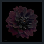 Poster Pop Floral moderna Arte Negra Dahlia Flor em Preto<br><div class="desc">Linda e profunda flor da dália negra roxa de veludo roxa de veludo nesta legal e moderna impressão de arte floral de uma fotografia de Paul Stickland. Uma flor gótica em um fundo quadrado de pop de arte preto. Adoro dálias e cresço muito no nosso jardim, há algo muito especial...</div>