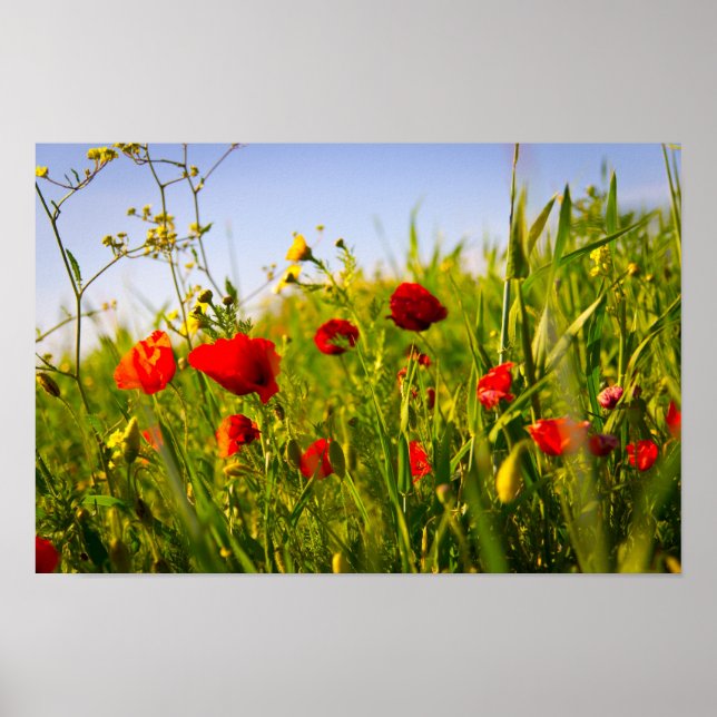 Poster Poppies (Frente)