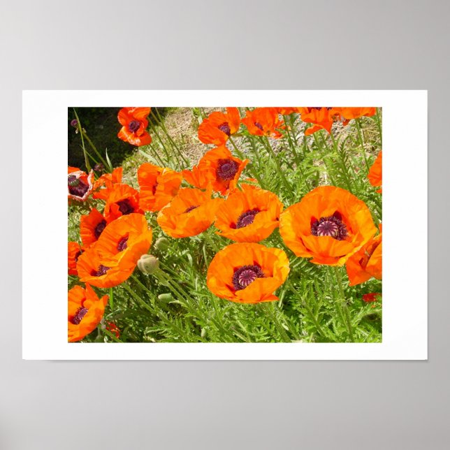 Poster Poppies (Frente)