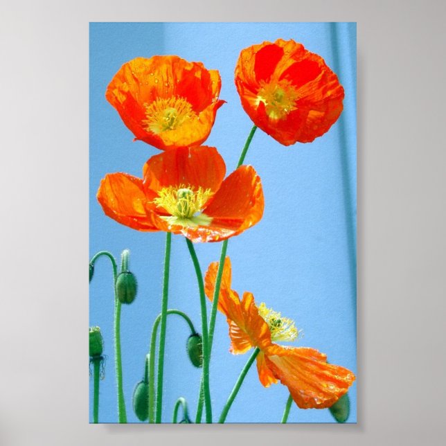 Póster Poppies (Frente)
