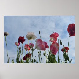 Poster Poppies