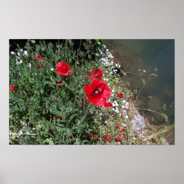 Poster Poppies (Frente)
