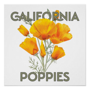 Póster Poppies da Califórnia