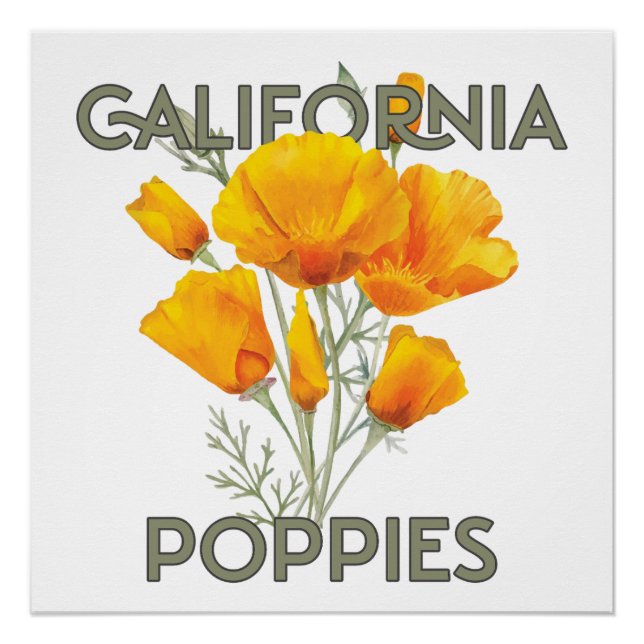 Póster Poppies da Califórnia (Frente)