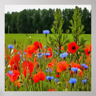Poster Poppies E Cornflower Arte Horizontal Realista