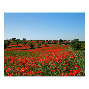 Póster Poppies em Bloom