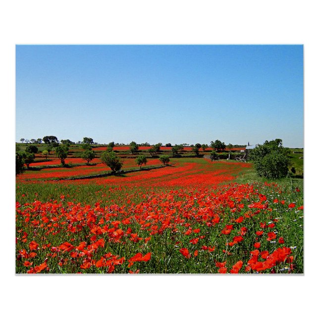 Póster Poppies em Bloom (Frente)