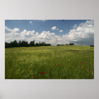 Poppies em Campos