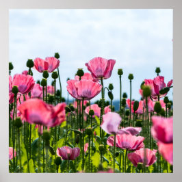 Poster Poppies Rosa
