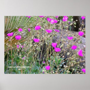 Póster Poppies Rosa