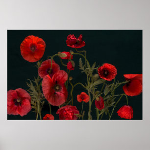 Poster Poppies Vermelhos em Preto