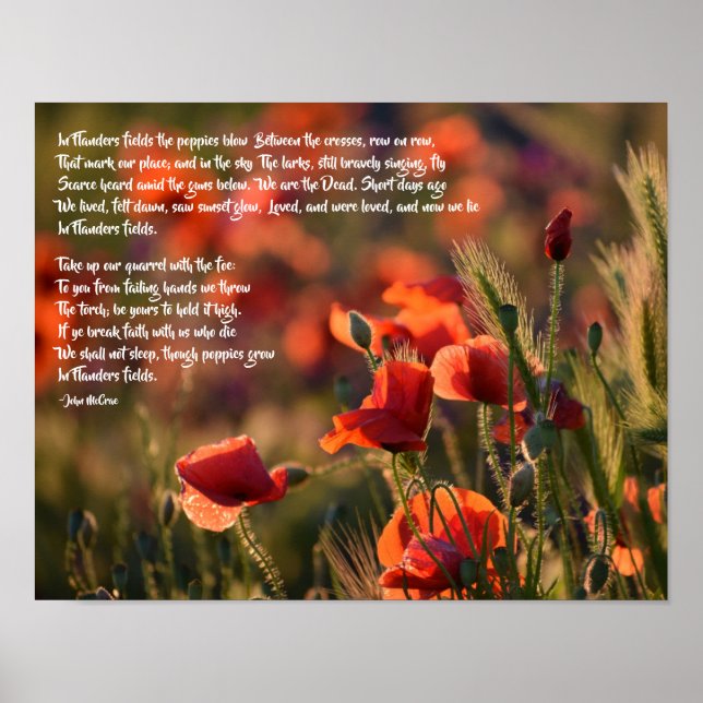 Poster Poppies Vermelhos, Poema Dos Campos Da Flandres (Frente)
