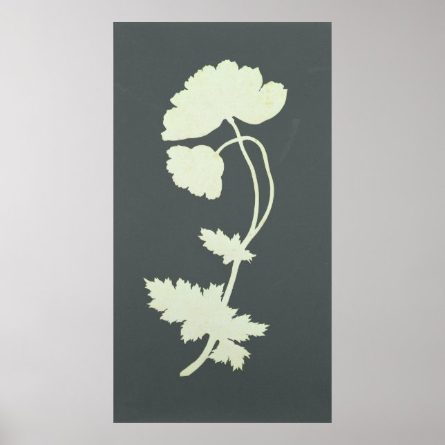 Poster Poppy (Frente)