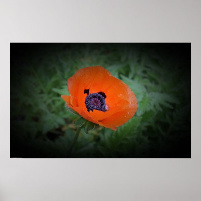 Poster Poppy, (Frente)