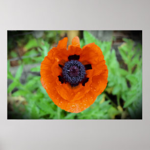 Poster Poppy,