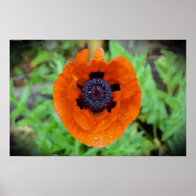 Poster Poppy, (Frente)