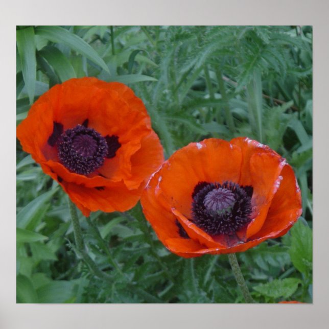 Póster Poppy Bliss (Frente)