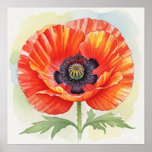Poster Poppy com Aquarela
