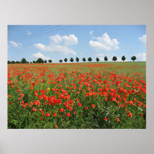 Poster Poppy Field