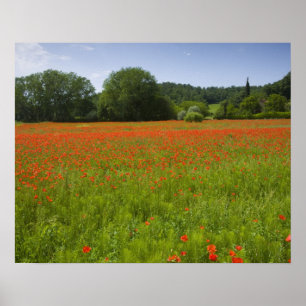 Póster Poppy field, Chiusi, Itália