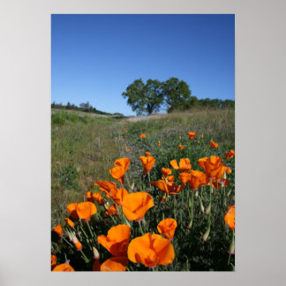Póster "Poppy Lane"