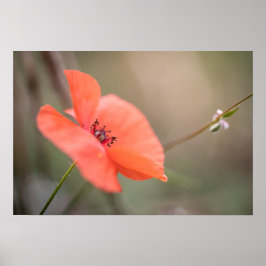 Poster Poppy Nature Photo
