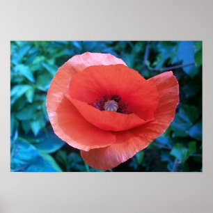 Póster Poppy. vermelho