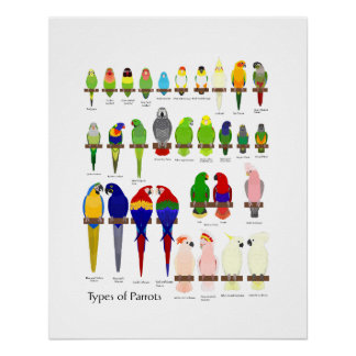 Póster popular pet parrots types chart