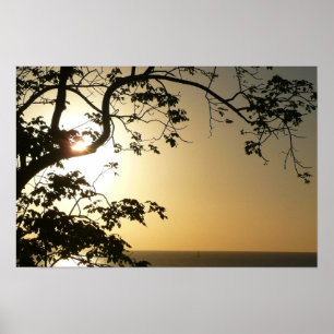 Poster Por do sol com a fotografia tropical das árvores