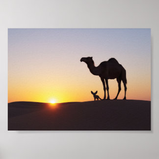 Poster Pôr do sol com camelo e raposa-do-deserto