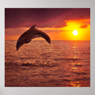 Poster Pôr do sol com golfinhos: belo cenário.