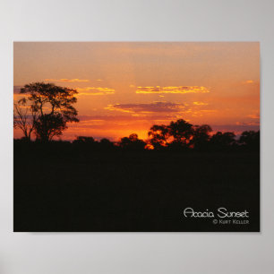 Póster Por do sol da acácia